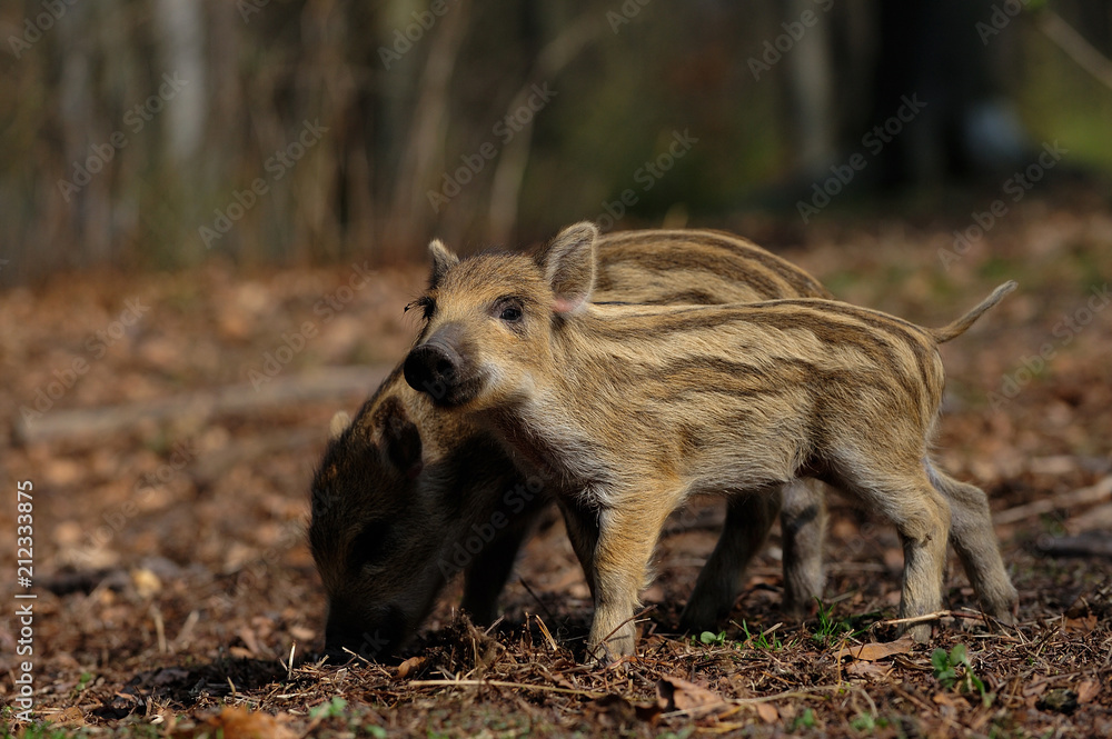 Wild boar piglets standing in the forest and look, spring, germany, (sus scrofa) Wild boar piglets standing in the forest and look, spring, germany, (sus scrofa)