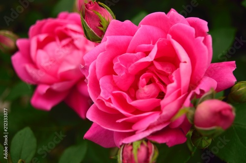 Wallpaper Mural バラ Torontodigital.ca