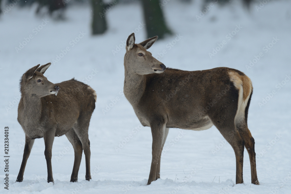 Red deer female standing with calf in the winter forest and look, germany, (cervus elaphus) Red deer female standing with calf in the winter forest and look, germany, (cervus elaphus)
