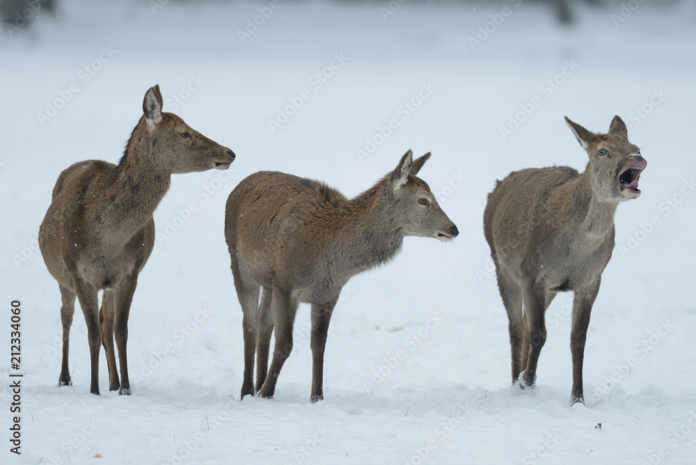 Red deer group standing in the winter forest, germany, (cervus elaphus) Red deer group standing in the winter forest, germany, (cervus elaphus)