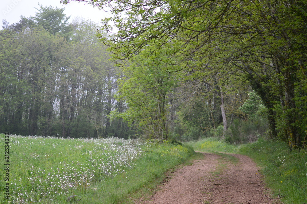 Obraz premium Chemin sous bois