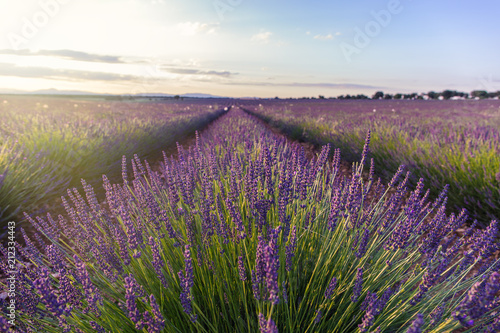 Lavender field in sunlight,Spain.