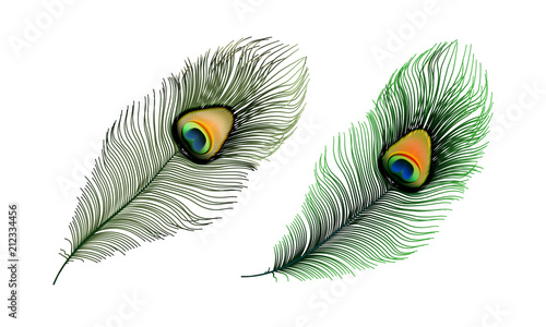 Stock vector illustration set realistic peacock feather isolated on a white checkered background. EPS 10