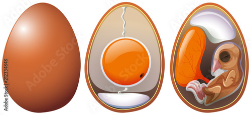 Stages of egg development
