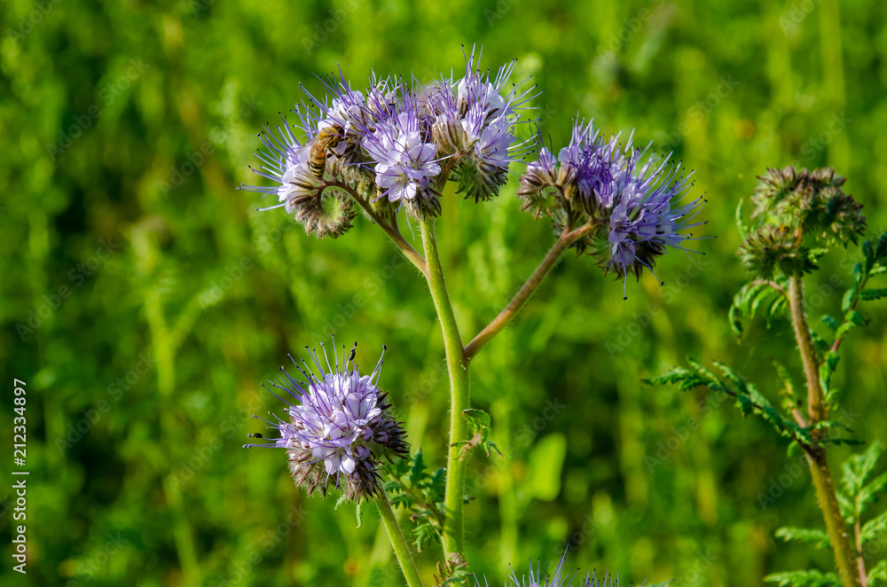 Fototapeta premium field blooming