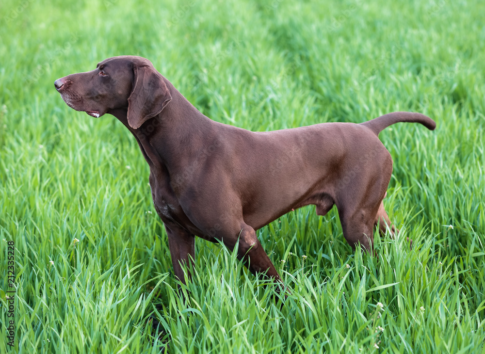 A young muscular brown hunting dog is standing in a point in the field among the green grass. A spring warm day. German Shorthaired Pointer. A young muscular brown hunting dog is standing in a point in the field among the green grass. A spring warm day. German Shorthaired Pointer.