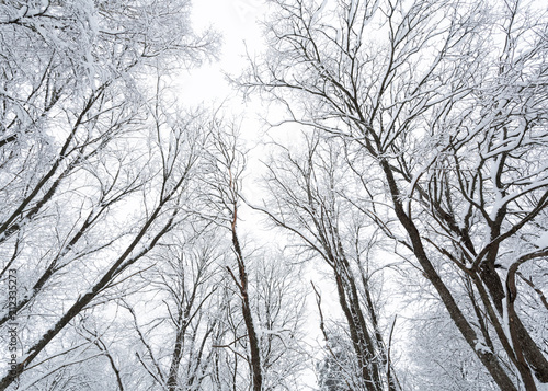 Winter forest, low angle view