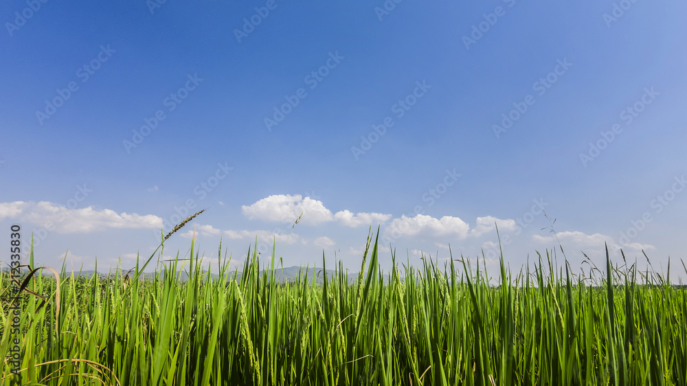 Fototapeta premium Beautiful spring field