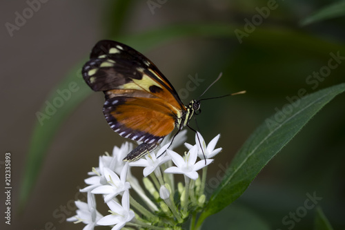 Closeup beautiful butterfly & flower in the garden.