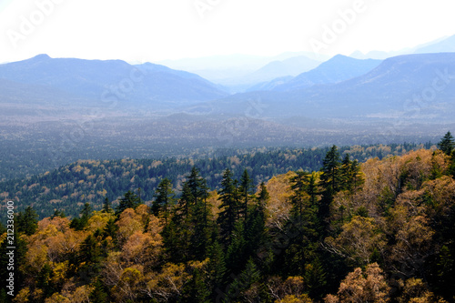 treescape  sea of tree in hokkaido mountain