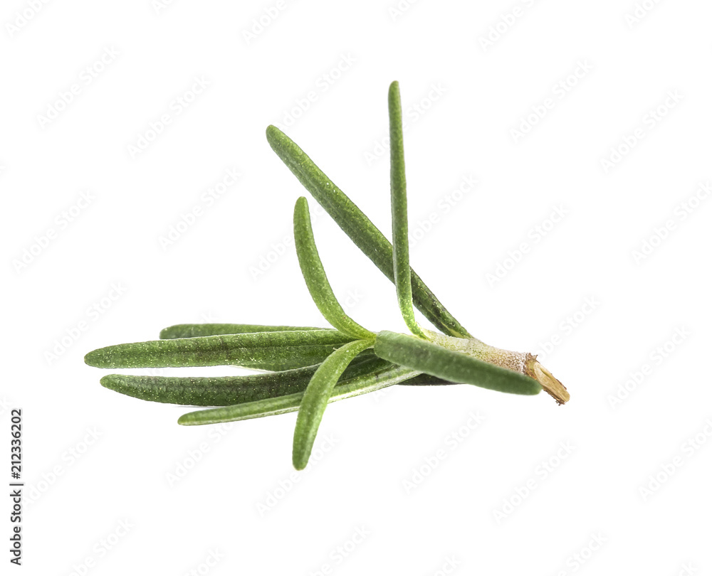 Rosemary isolated on white background Rosemary isolated on white background