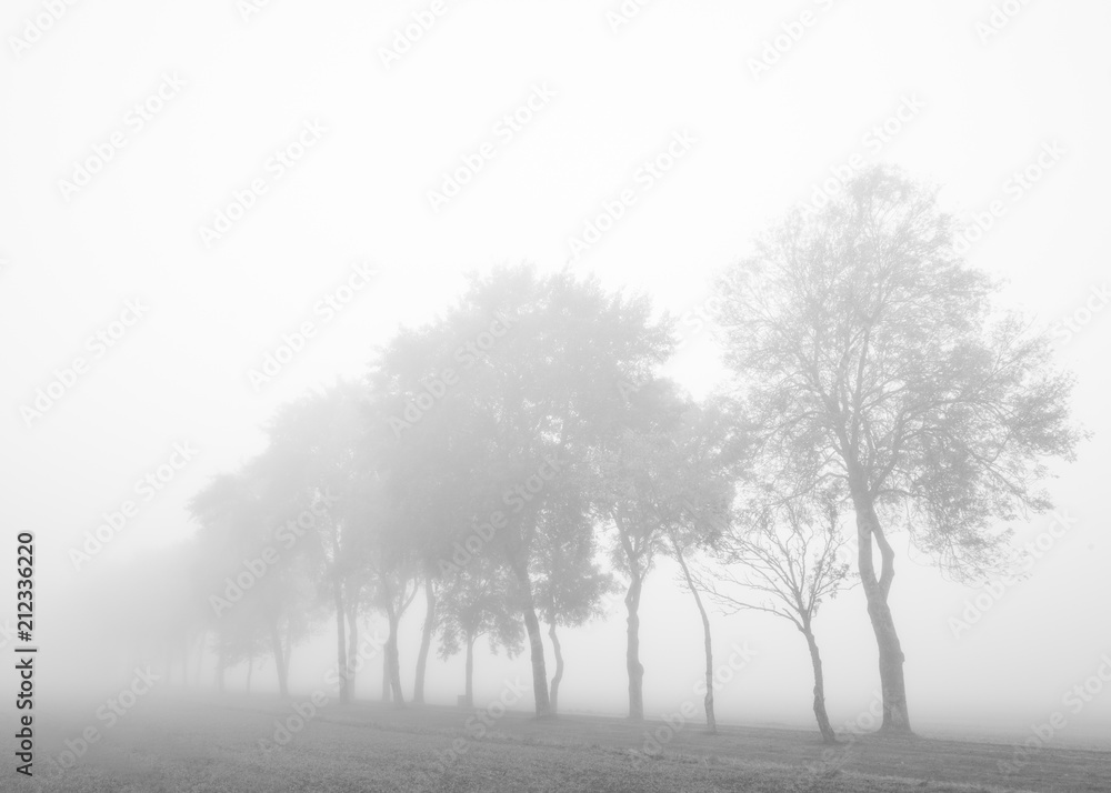 Naklejka premium Alley in autumn fog