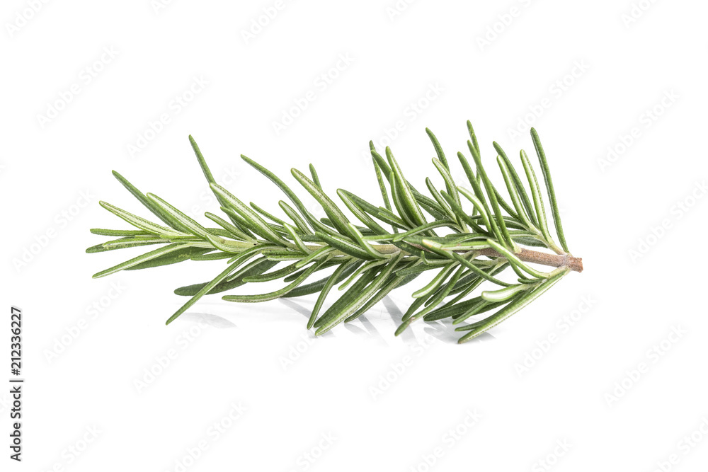 Rosemary isolated on white background