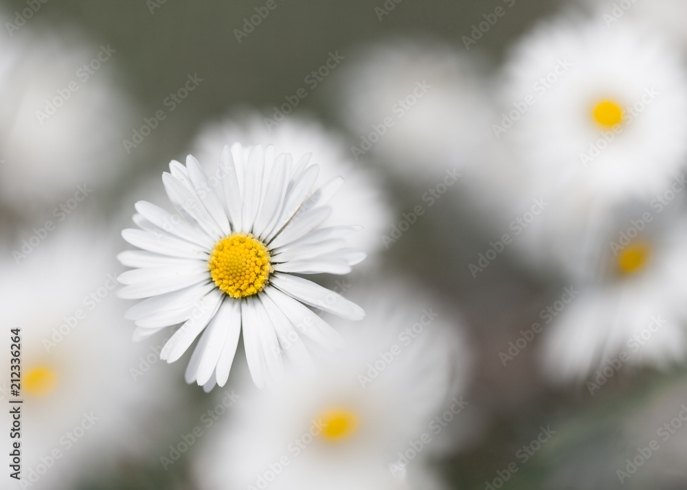 Obraz premium Flower