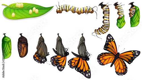 The butterfly life cycle © blueringmedia