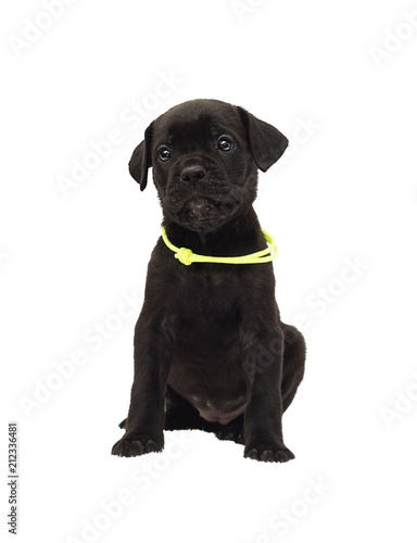 one-month-old cane corso puppy