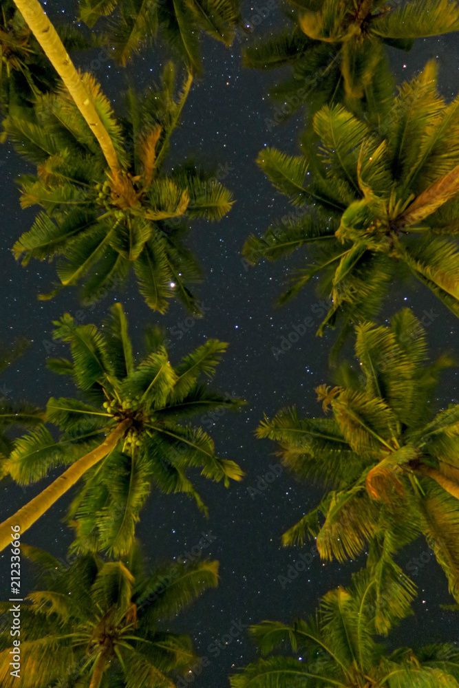 Tropical palm trees bottom view on starry night sky background Tropical palm trees bottom view on starry night sky background