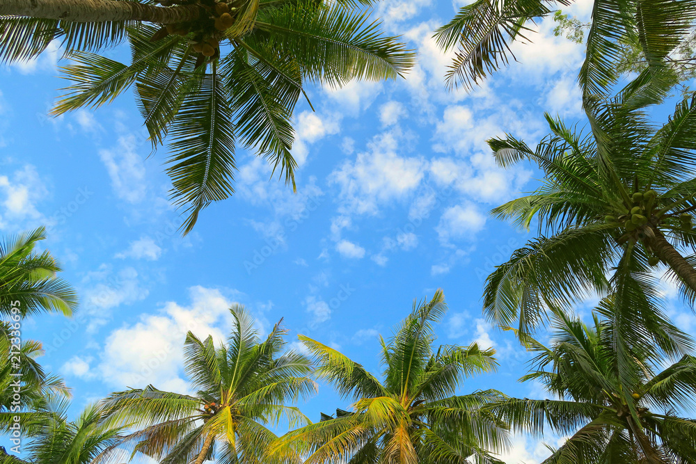 Obraz premium Bottom view of palm trees tropical forest at blue sky background
