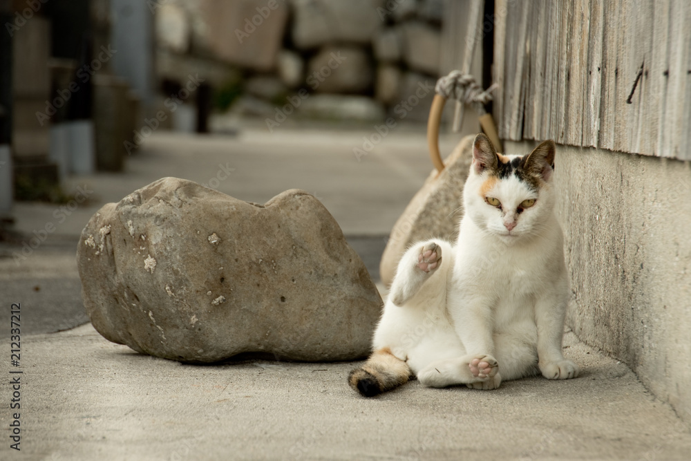 Japan Cat Island Aoshima Island High-Res Stock Photo - Getty Images