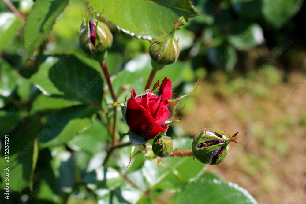Red rose fully closed and partially open small buds on green leaves background on warm sunny day Red rose fully closed and partially open small buds on green leaves background on warm sunny day