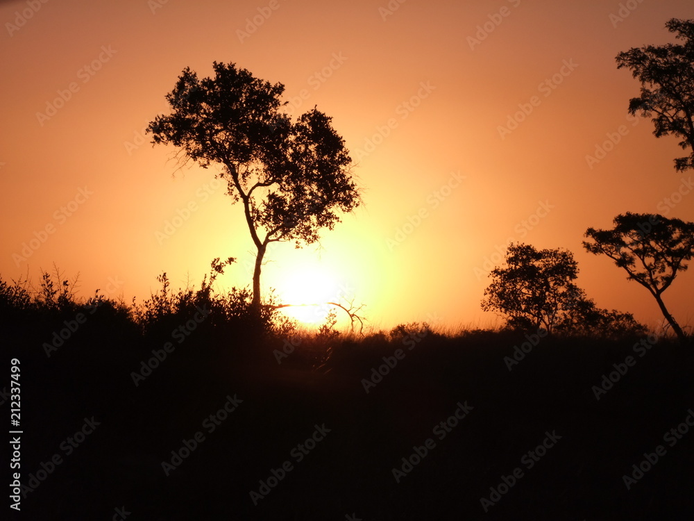 African bush sunset