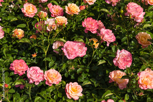 Colorful rose flowers in bloom among green leaves