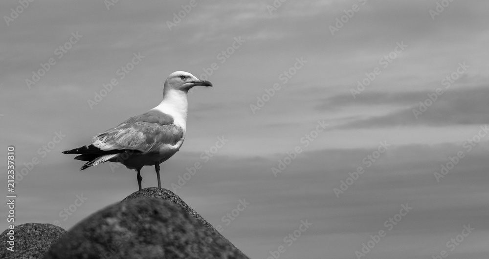 Black and white Seagull on the rock. Black and white Seagull on the rock.