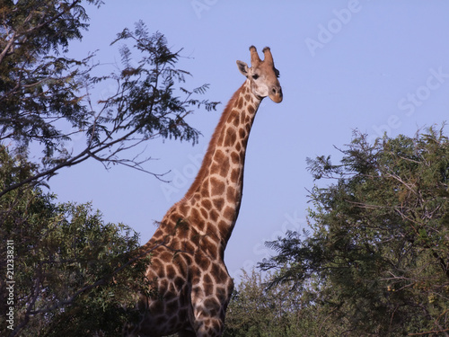 Giraffe in the bush