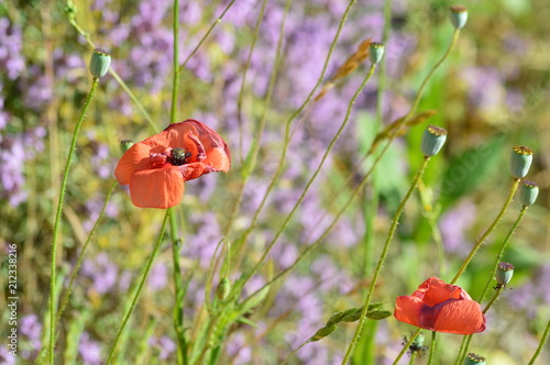 Fototapeta Naklejka Na Ścianę i Meble -  coquelicot