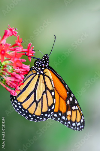 Closeup  beautiful butterfly & flower in the garden. © blackdiamond67