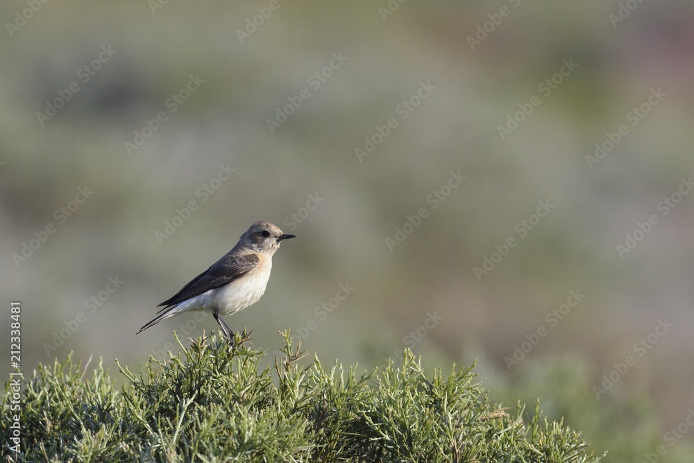 Black-eared Wheatear (Oenanthe hispanica), Crete Black-eared Wheatear (Oenanthe hispanica), Crete