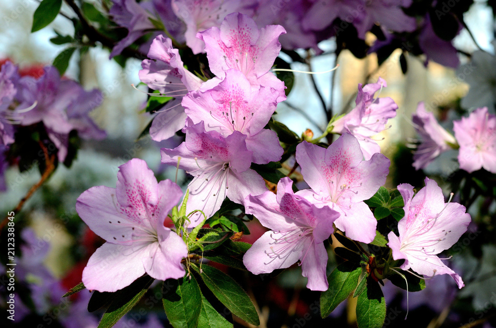 Obraz premium Розовая цветущая азалия в ботаническом саду Санкт-Петербурга