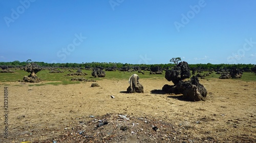 Wasini Coral Fields photo