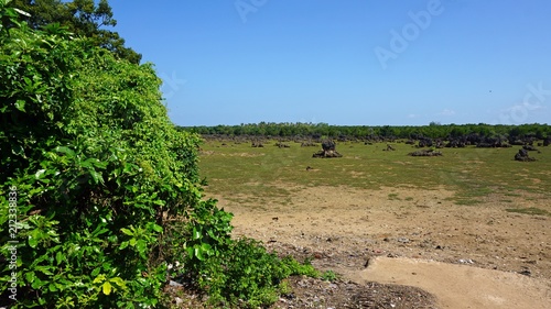 Wasini Coral Fields photo