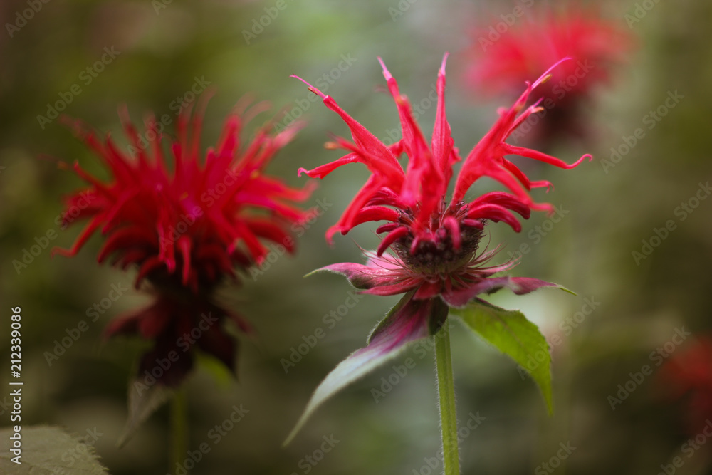 red flower