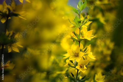 yellow flowers