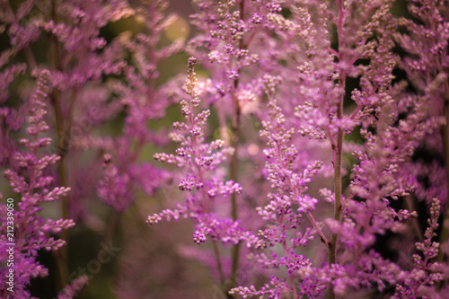 lilac flower