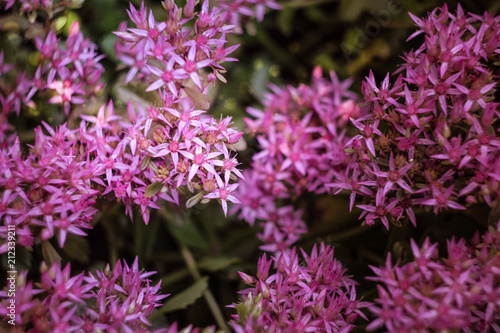 pink flowers