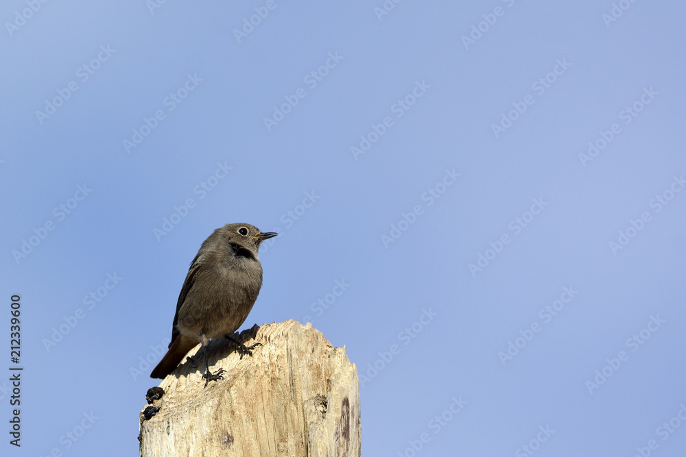 Black Redstart (Phoenicurus ochruros), Crete Black Redstart (Phoenicurus ochruros), Crete