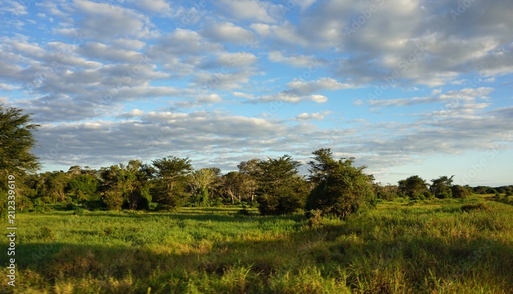 Fototapeta premium natural green landscape in kenya