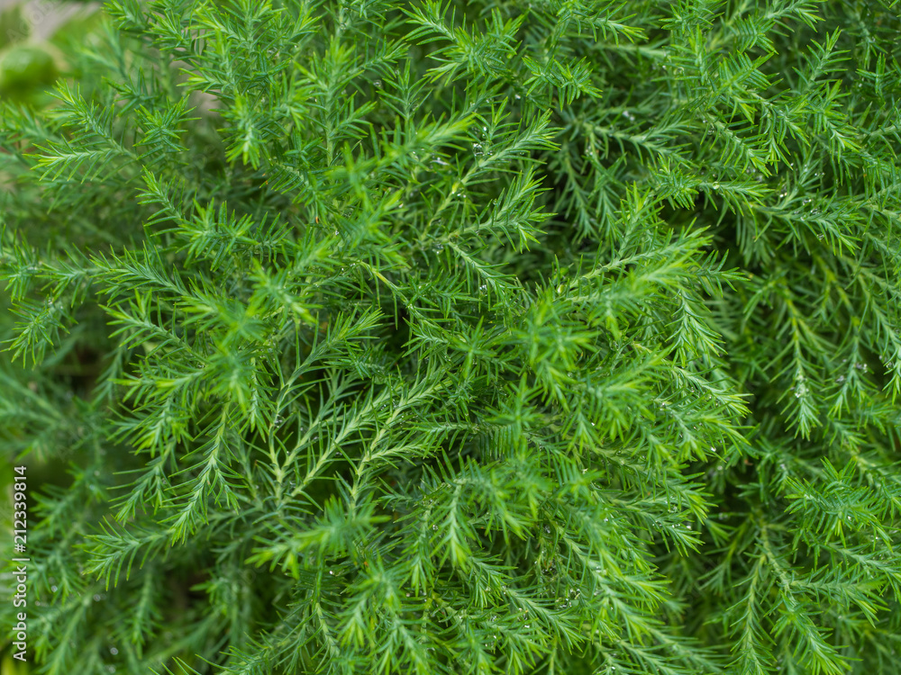 abstract green bokeh nature background from pine leaf abstract green bokeh nature background from pine leaf