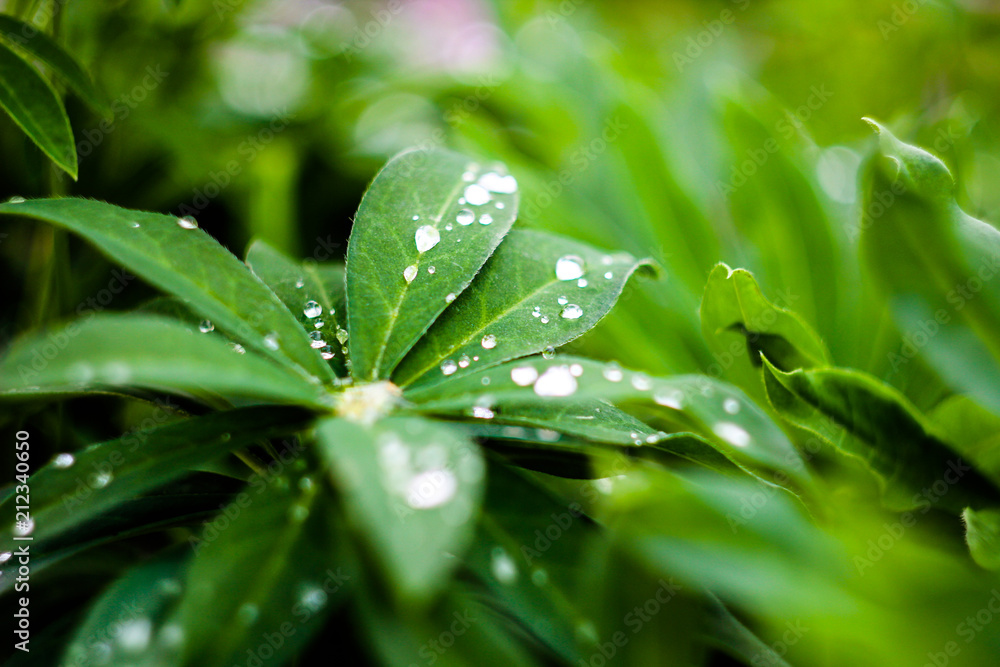 water drops on leaves water drops on leaves