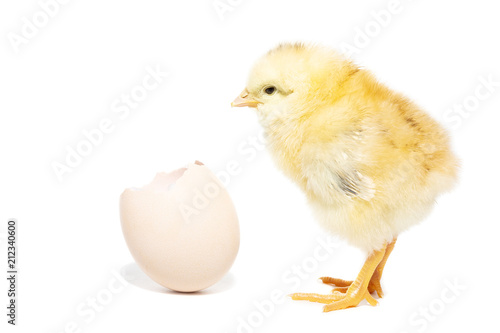 Chicken hatched from the shell