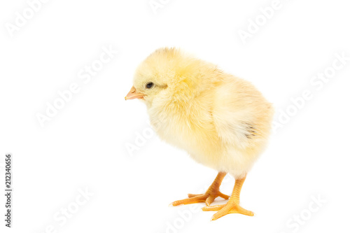 Chicken on white background © alexbush