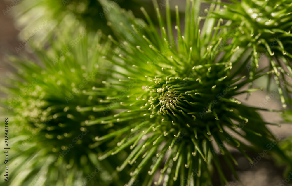Green prickly burdock. Raw materials for herbal medicine Green prickly burdock. Raw materials for herbal medicine