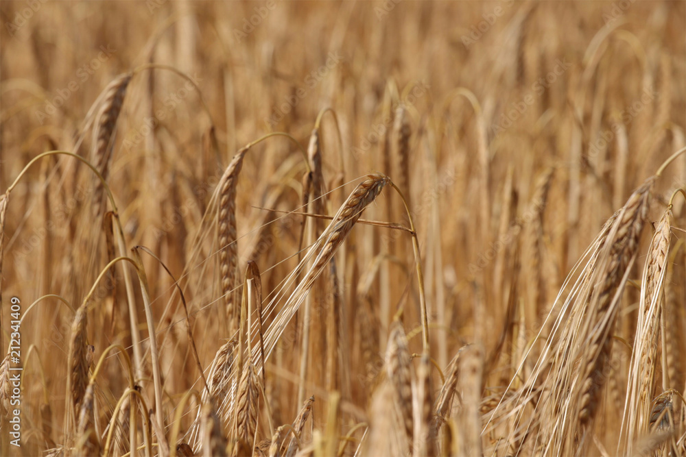 Ripe barley ready for harvesting