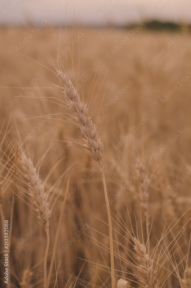 Beautiful little girl in a wheat field Beautiful little girl in a wheat field