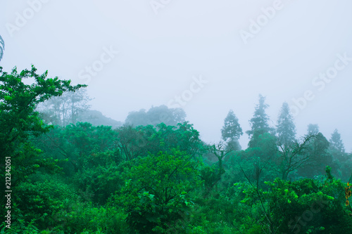 green forest on the mountain with mist © jirakit