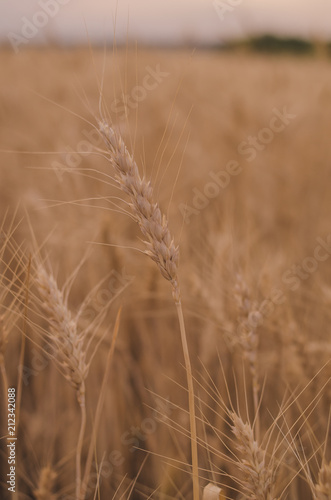 Beautiful little girl in a wheat field