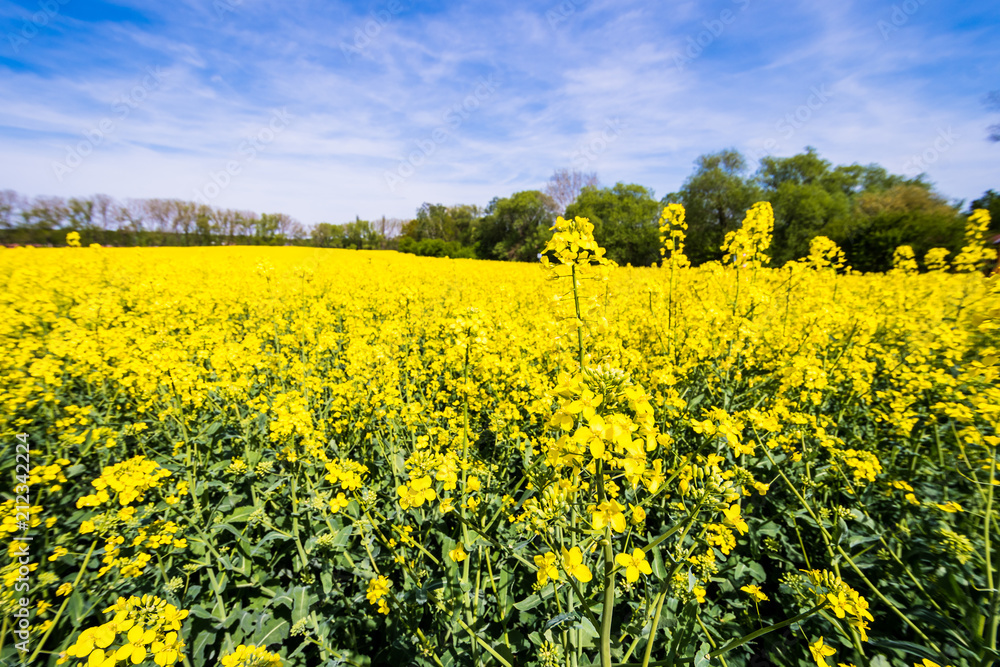 Beautiful summer field with flowering yellow rapeseed